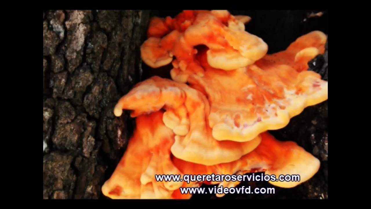 Queretaro Centro y Sierra Gorda de Querétaro