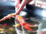Hand Feeding The koi fishes