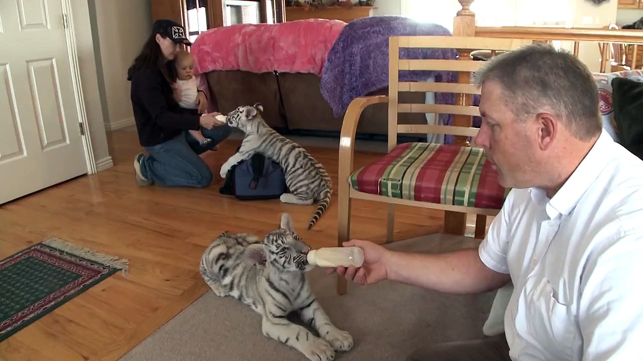 Raising White Tigers