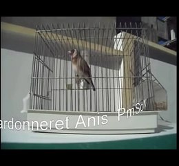 Chardonneret  algerie 2012