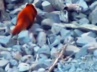 First ever wild footage of red pandas in Myanmar