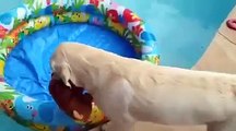 Un adorable chien dans une piscine avec son ours en peluche...