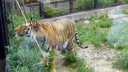 飼育員さんと遊ぶヒロシ