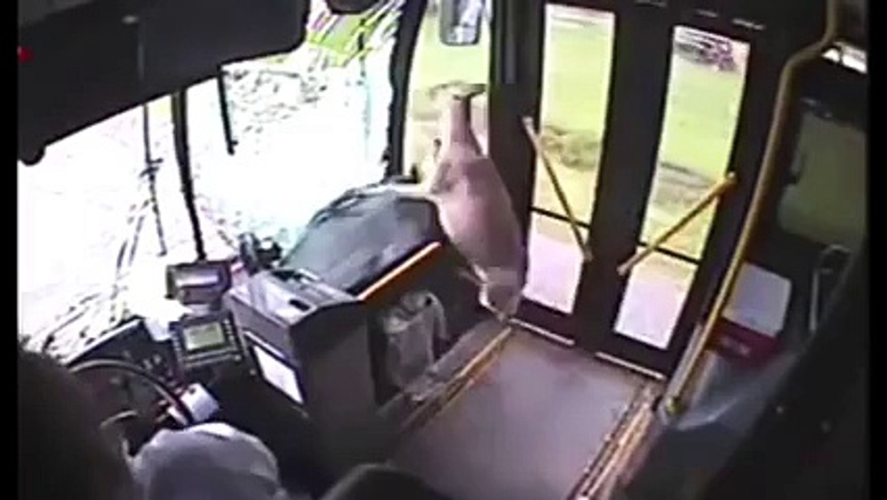 Deer Crashes Into Bus
