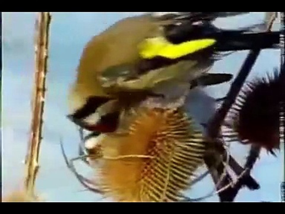 JILGUEROS,VERDERONES Y LUGANOS