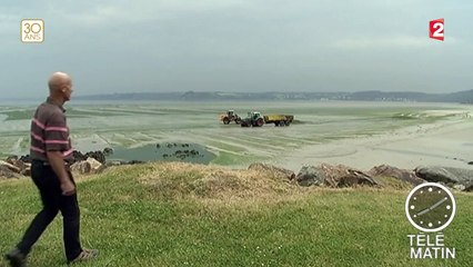 La prolifération des algues vertes inquiète de nouveau en Bretagne