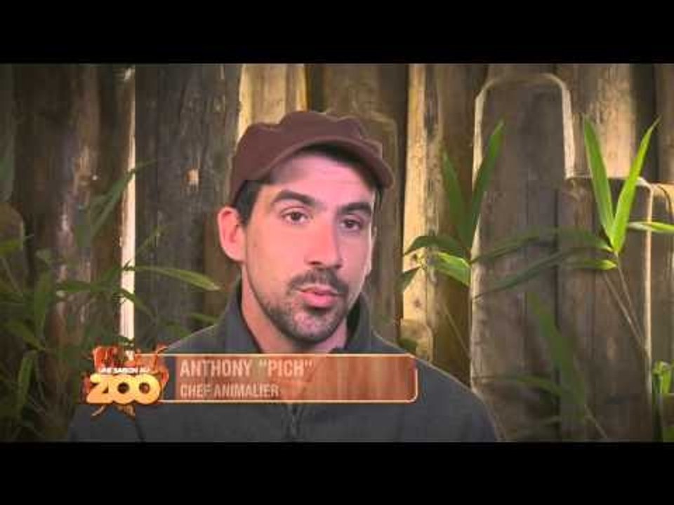 Le "sur-grooming" de l'ara - S03E19