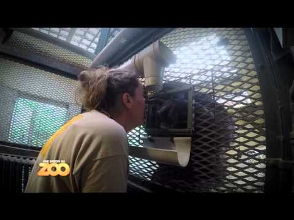 Grande tendresse entre Aurélie et les chimpanzés - S03E35