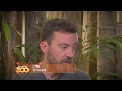 Bébés coatis & bébés manchots - S03E39