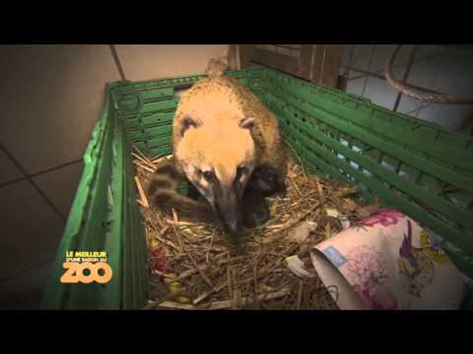 BEST OF 2 - Une saison au zoo
