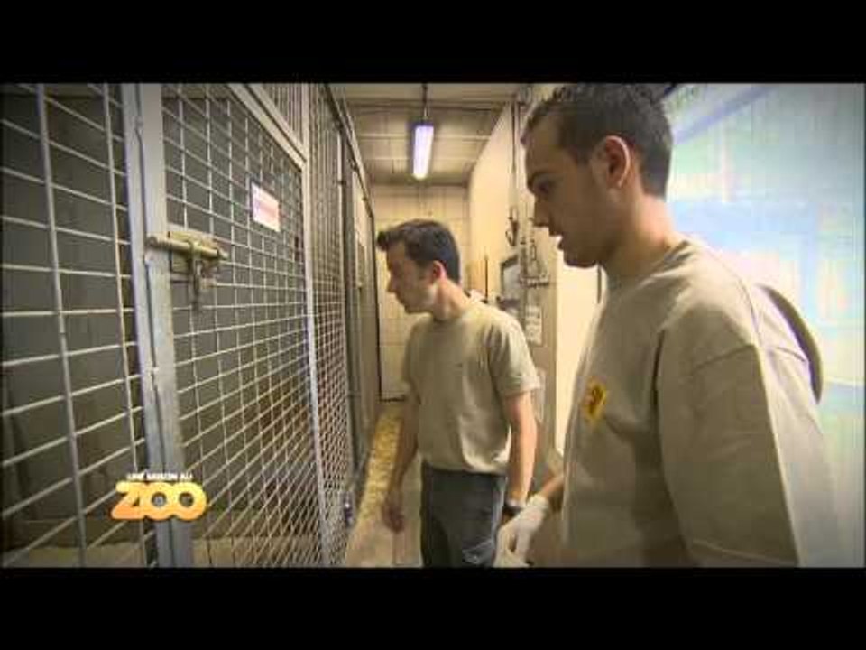 Une saison au zoo - Episode 3 (Saison 2)