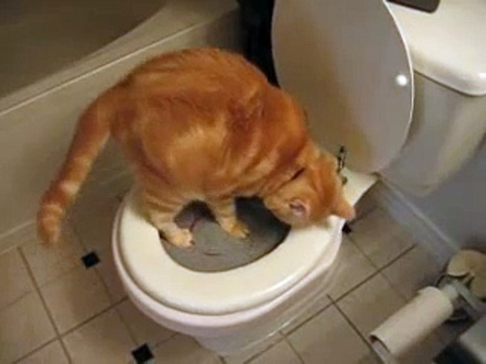 Potty Training Cat - Thomas - Day 13