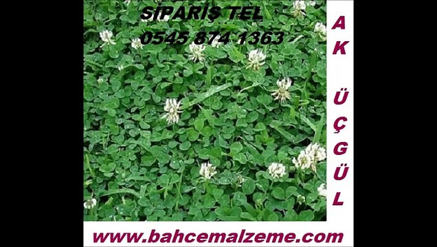 ak üçgül tohumu fiyatı,ak üçgül tohumu fiyatları,üçgül tohumu satışı,üçgül çim tohumu,ak üçgül ankara,ak üçgül İstanbul,AK-ÜÇGÜL,SÜS-YONCASI,AK-ÜÇGÜL-TOHUMU