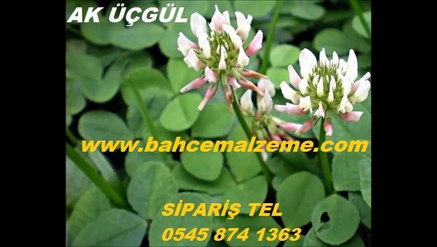 aküçgül-tohumu,süs-yoncası-tohumu,trifolium-repens,ak-üçgül-trifolium-repens,ak-üçgül-tohumu,üçgül-tohumu,kısa-boylu-çim,büyümeyen-çim,yayılıcı-çim,ak-üçgül-tohumları