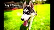 Dog Sport Compilation - funny dogs, energetic, happy dog, super games