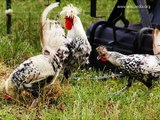 50 varieties of poultry, beautiful race, in photo-Variedades de aves, bela corrida, em foto -Sorten von Geflügel, schöne