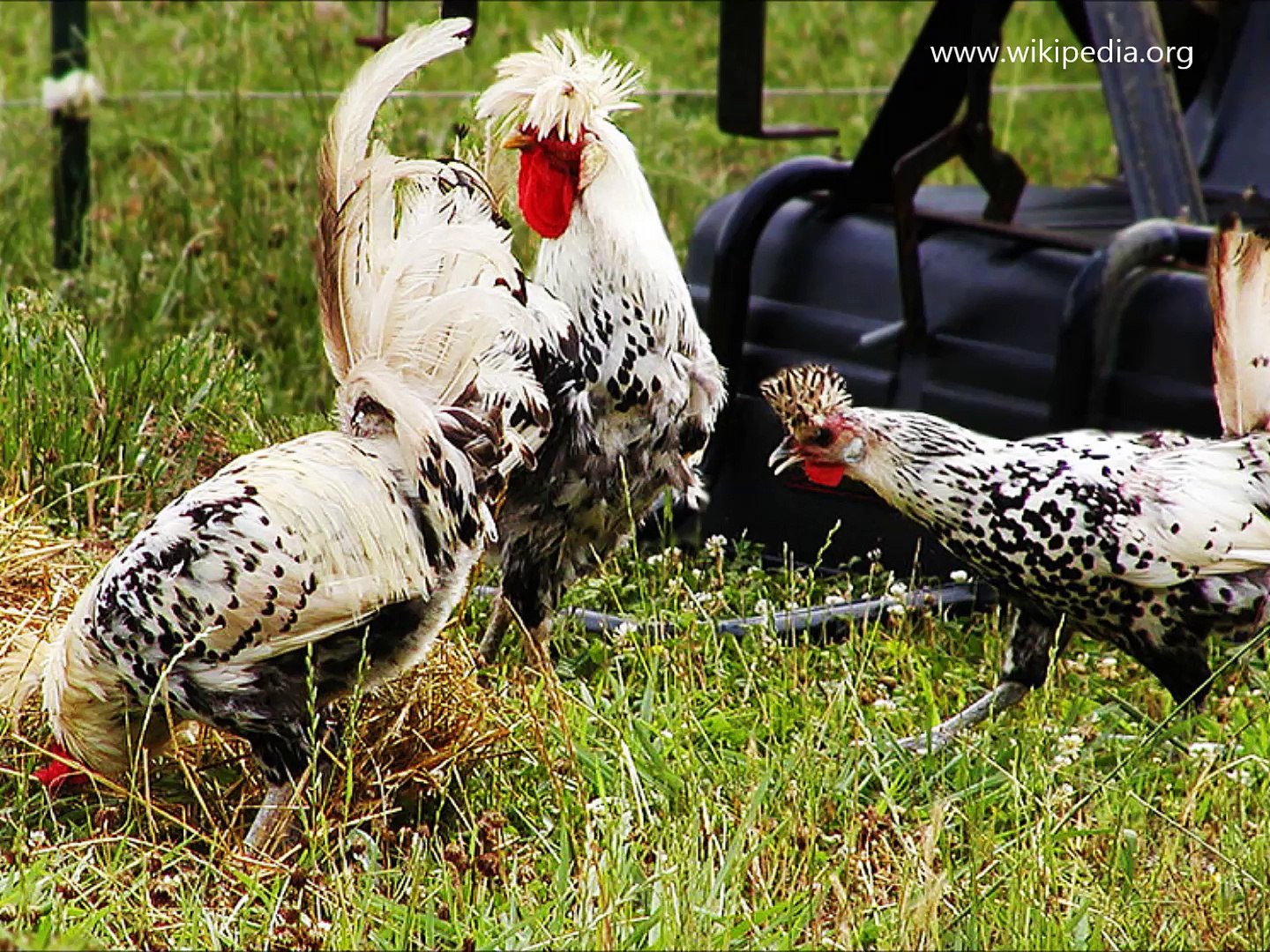 ⁣50 varieties of poultry, beautiful race, in photo-Variedades de aves, bela corrida, em foto -Sorten 