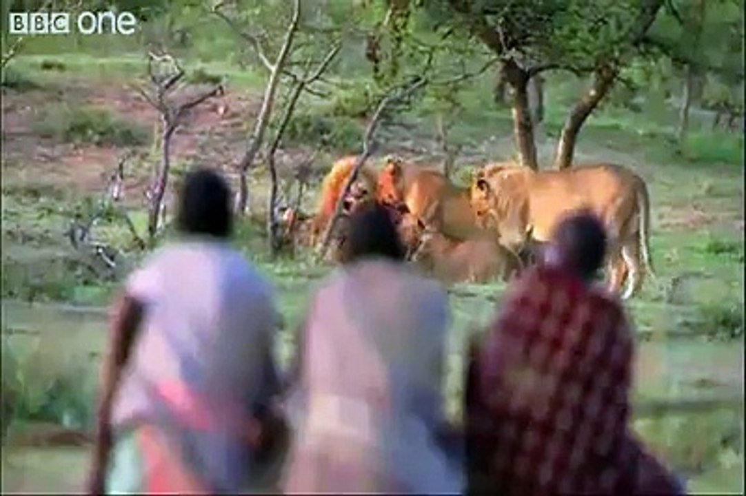 Amazing video from BBC....Three guys fighting lions