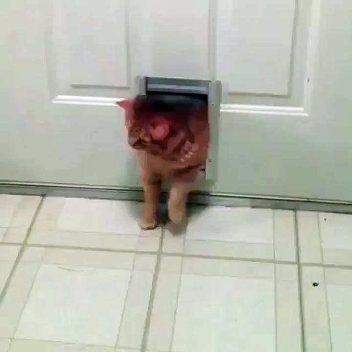 Fat cat