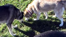 St Bernard Puppy comes to play at dog park with the Huskies