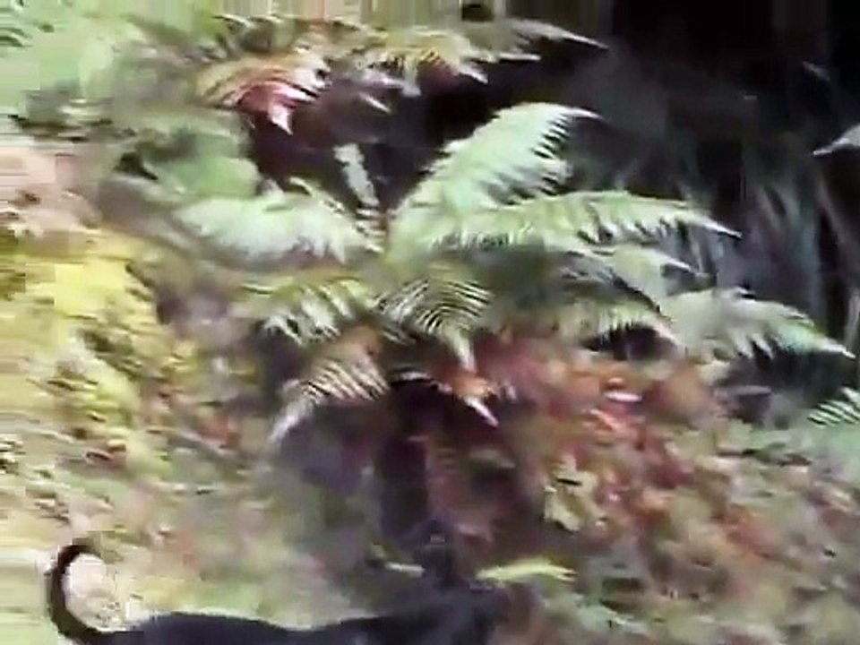 Wild boar attacks human