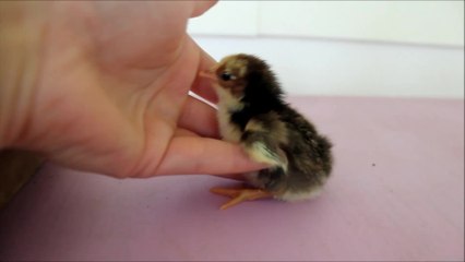 Newborn baby chick just wants to be held