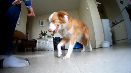 Border Collie practices her dance moves