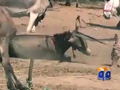 Donkey Murder Case FIR Registered Against Abid Sher Ali