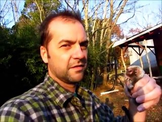 Une taupe qui creuse son trou pour s'échapper : tellement rapide!