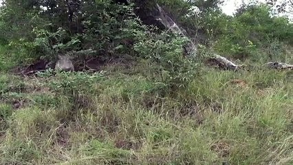 Leopard Kills Two Warthog