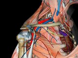 Netter's 3D Interactive Anatomy and Elsevier's 3D Interactive Anatomy
