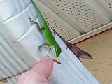 hand feeding two wild lizards