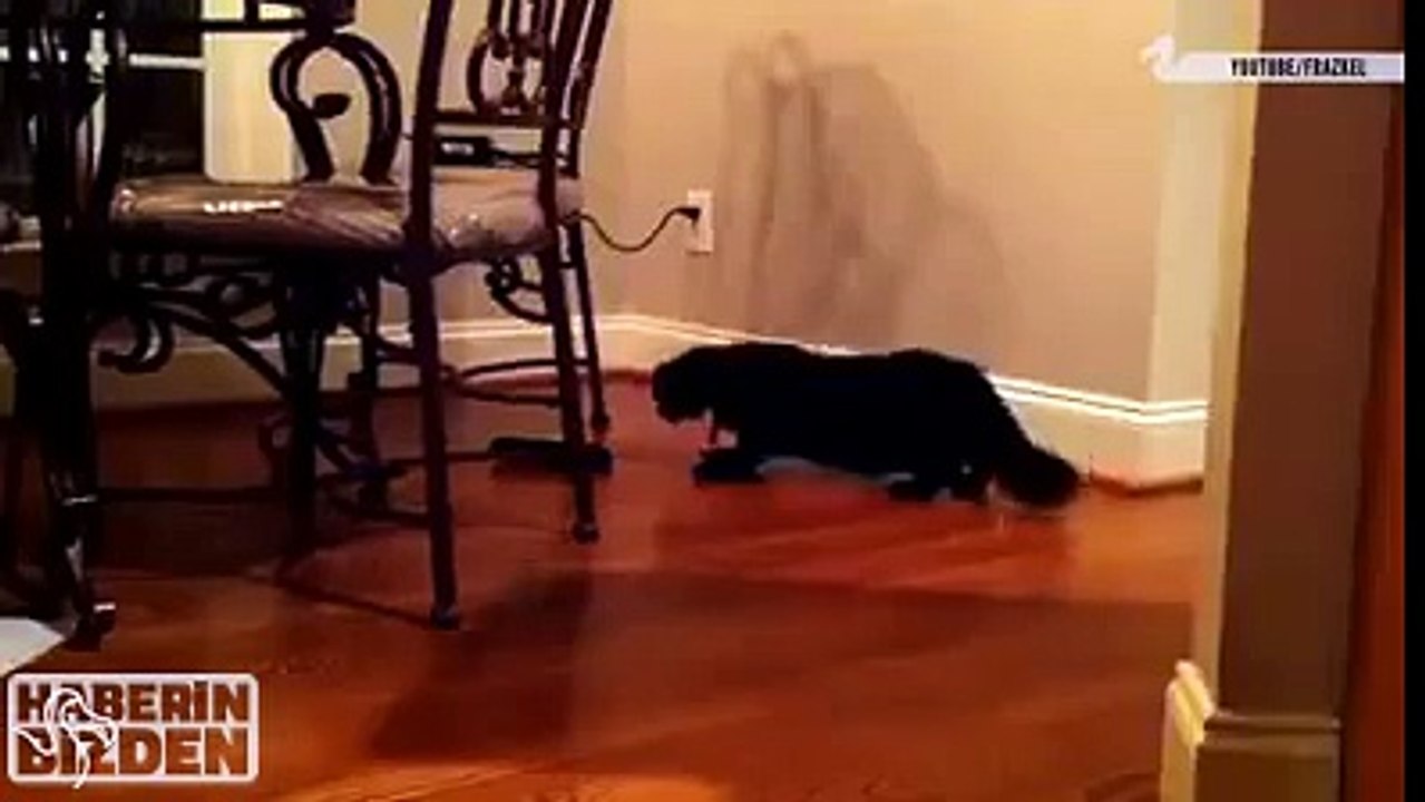 Cats vs Socks