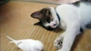 Cat Playing With Funny Bird - Best Friends!