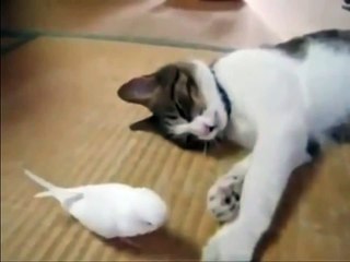 Cat Playing With Funny Bird - Best Friends!