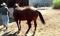 HERMOSA YEGUA CUARTO DE MILLA (AQHA) - REPRODUCTORA