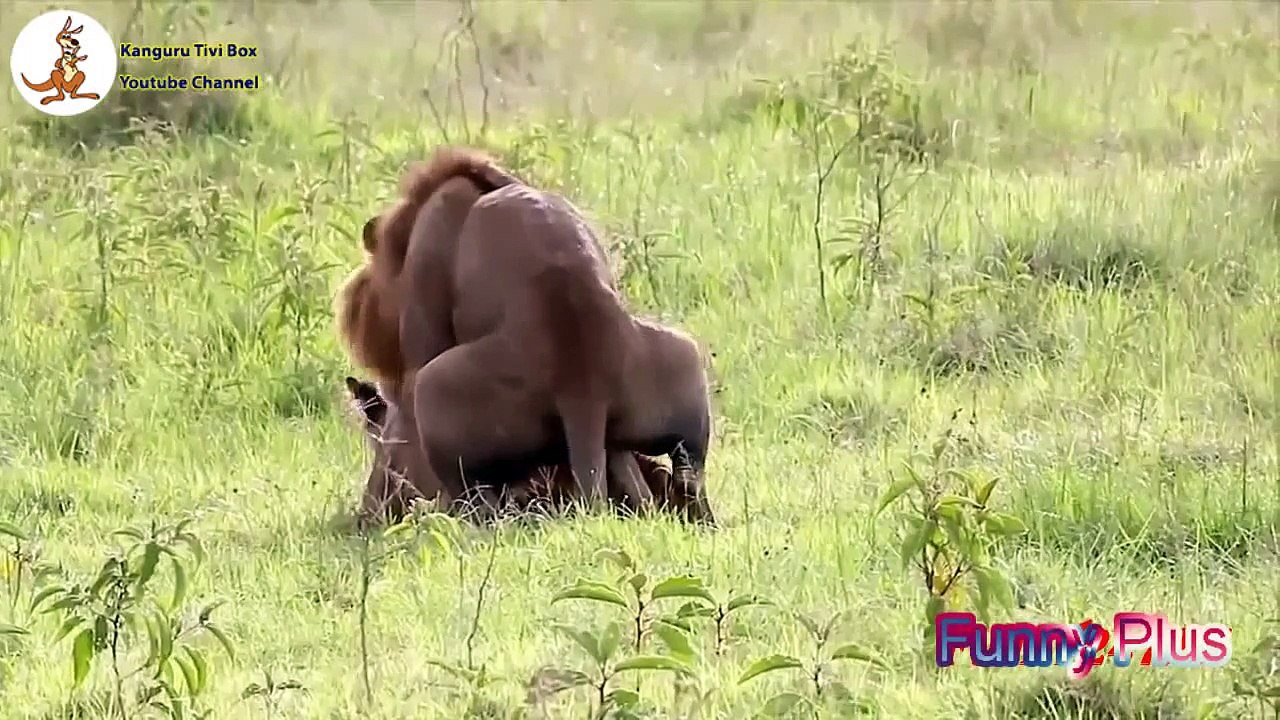 BEAUTIFUL GIRL dancing to the music Funnys  ★ Animal Fan Funny TV