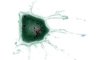 Dying_Cell