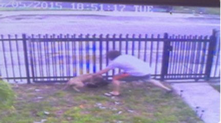 Man Fights A Dog Head Up For Attacking His Dog