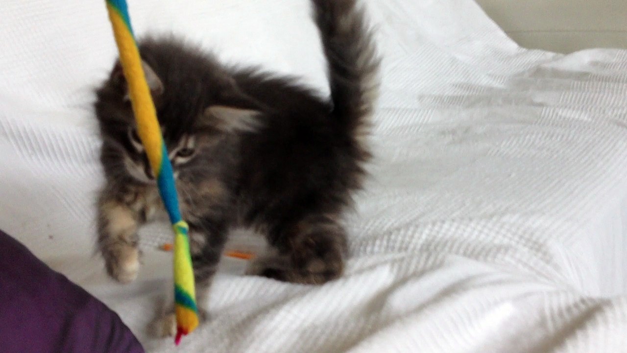 Lola