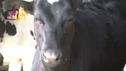 JT agri85TV du vendredi 12 juin 2015