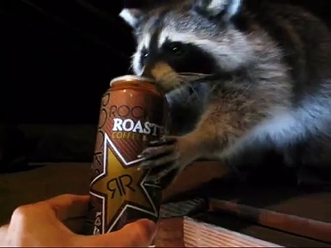 Raccoon drinking coffee