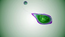 T-Cell Interaction