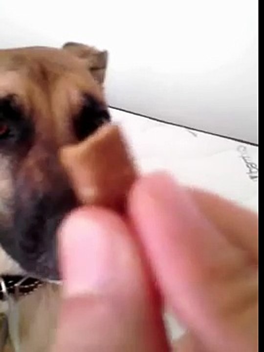 Cutest Dog Does Nose Trick