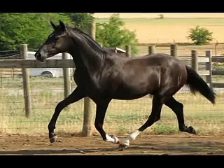 Black Half Andalusian Filly For Sale