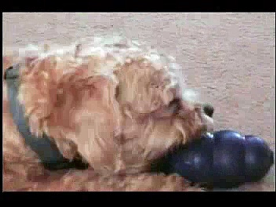 Cute Puppy