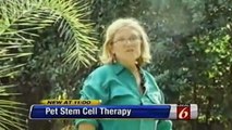 Amazing Stem Cell Therapy Results | Before & After | Val-U-Vet | Local 6 Orlando