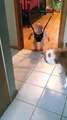 Köpek Bebeğe Yürümeyi Öğretiyor