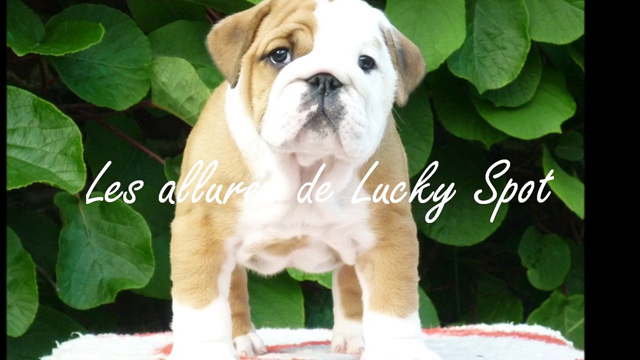 Les allures de Lucky Spot