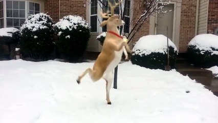 Dancing Deer